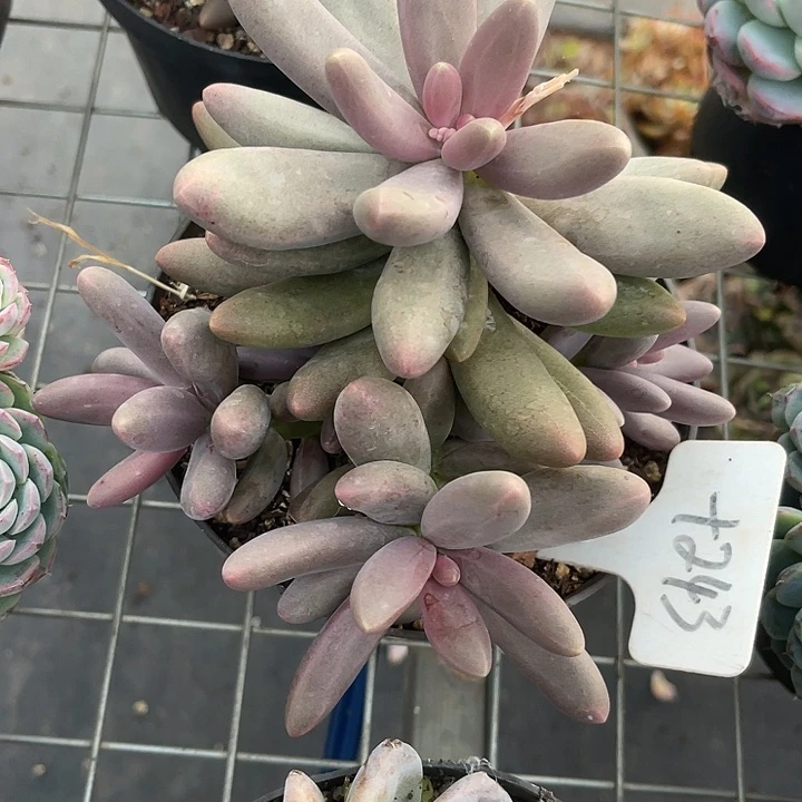 两单包邮，一物一拍243糖果美人