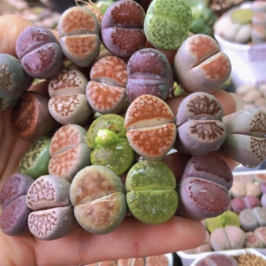 0119，母本如图彩色21颗