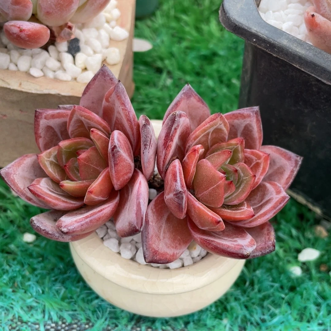 多肉植物盆栽多肉