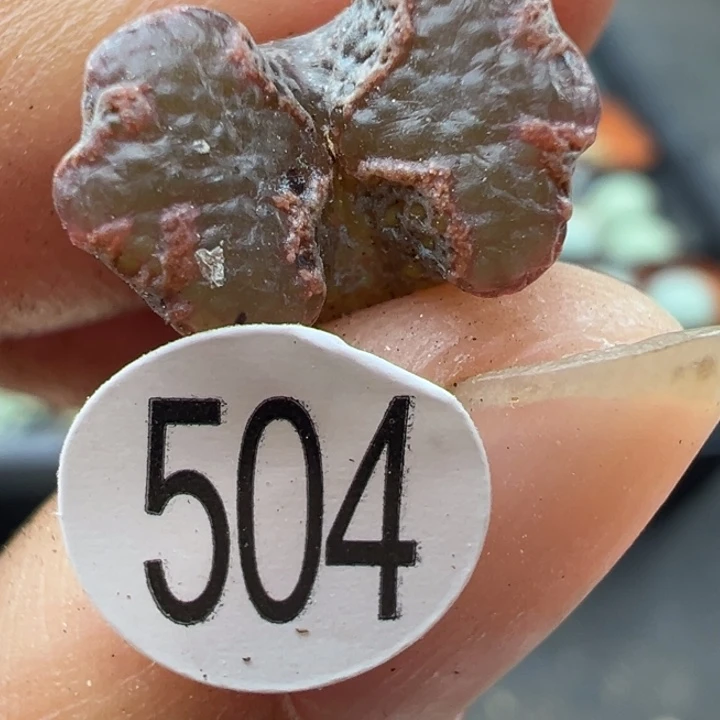 504好双11福利不代表平时出货价