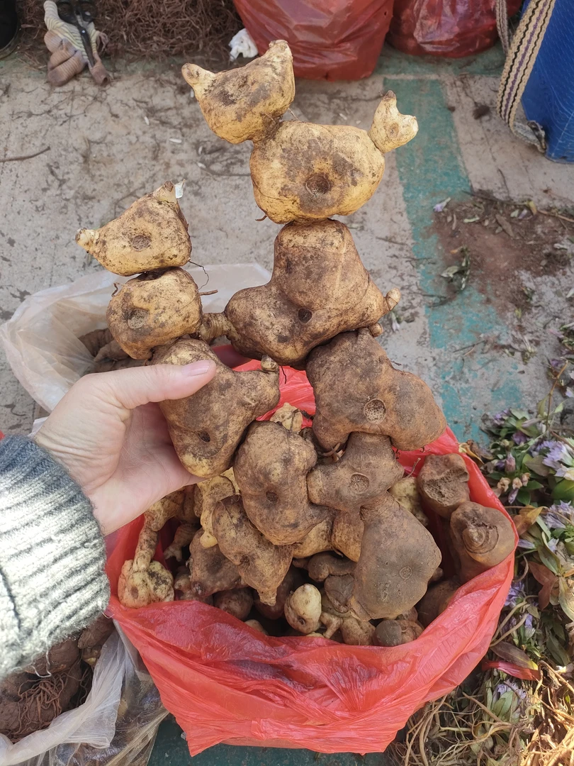 云南山货老虎姜滇黄菁 煲汤 九蒸九晒