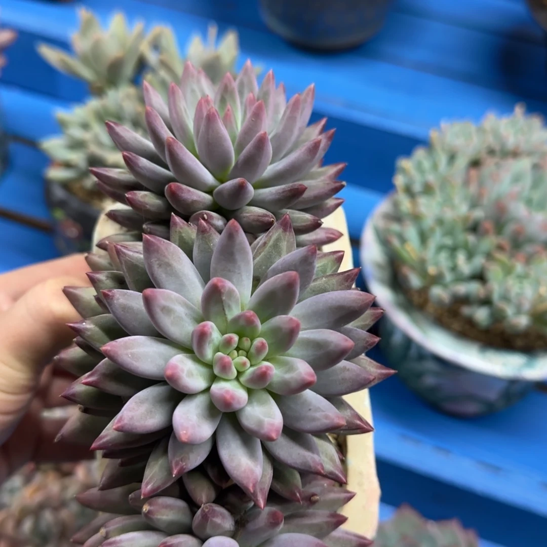 3头流沙虞，发货点延迟