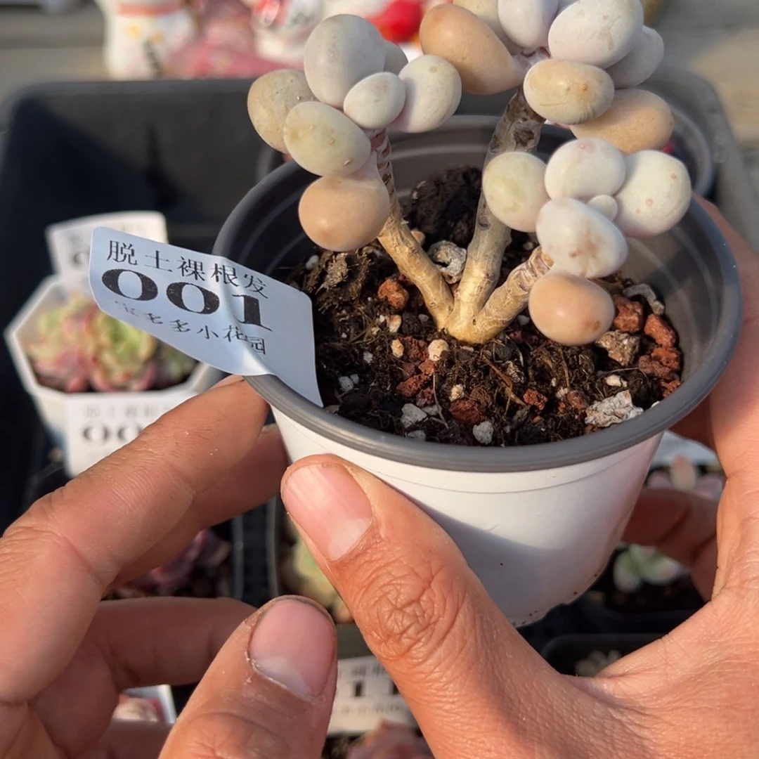 桃蛋三头多肉满28包邮脱土发