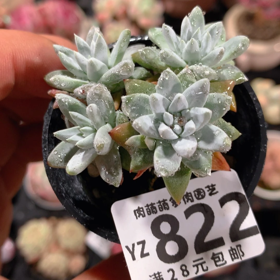 5CM拇指盆精控多肉YZ822