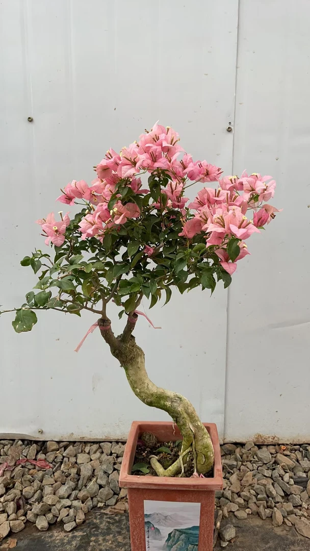 带花七彩三角盆栽三角梅庭院植物阳台梅花四季花卉开花室内老桩