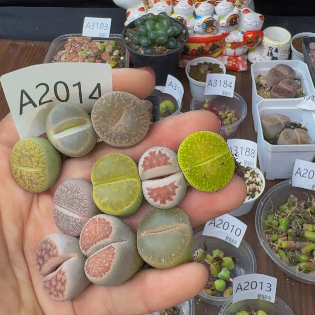 2014--生石花 肉锥