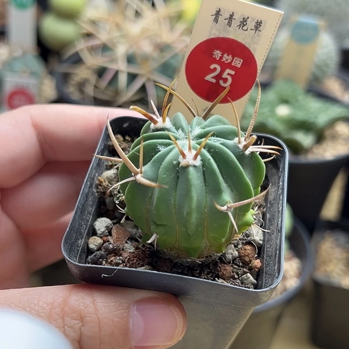 实生龙剑丸3.7cm一棵仙人球