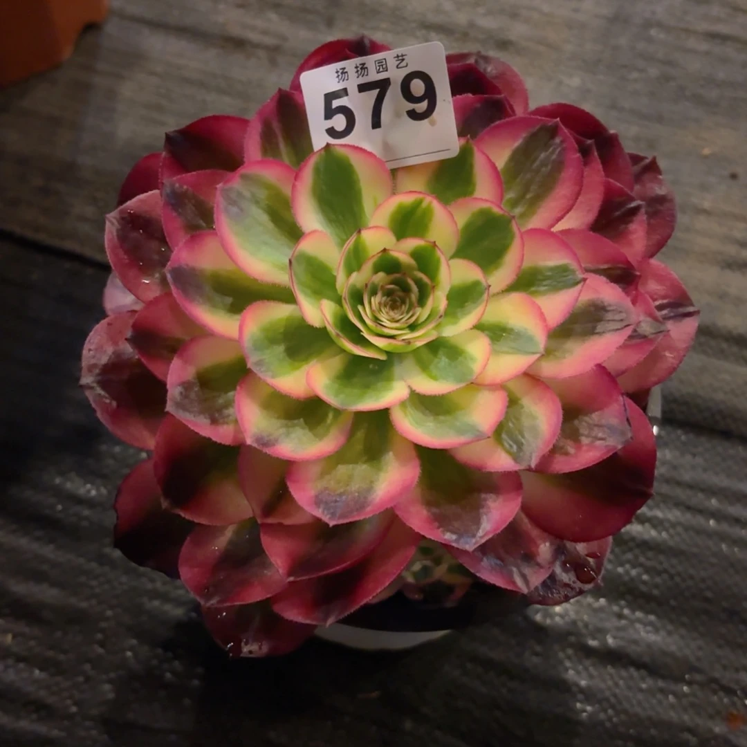 云**淡123  579多肉法师