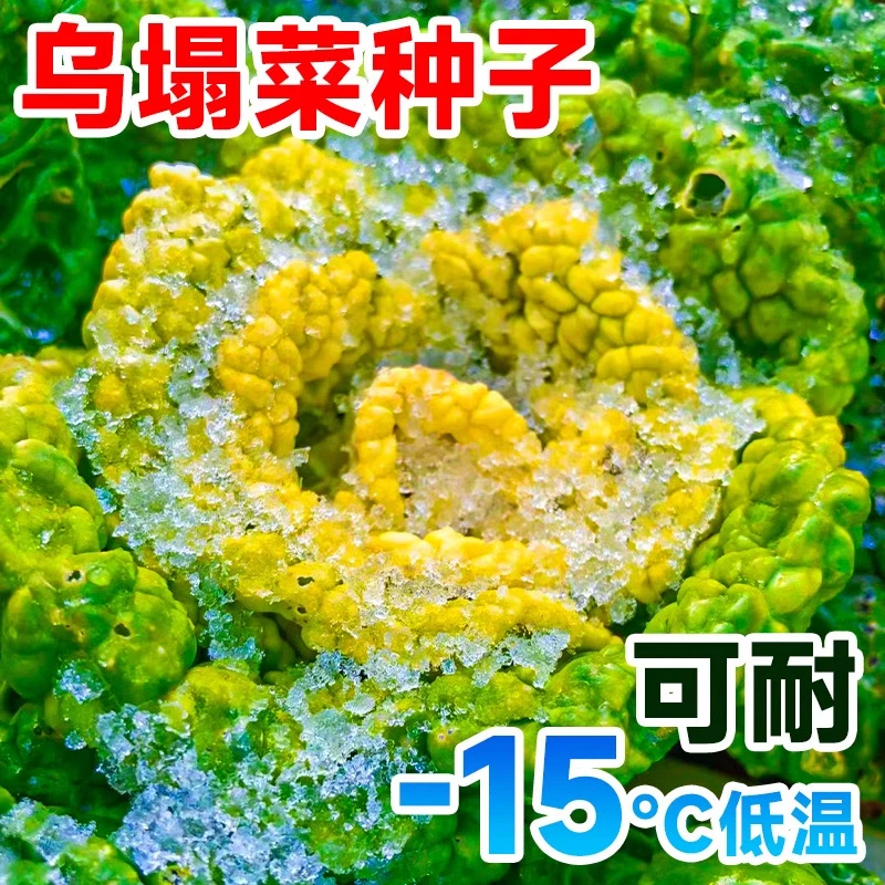 乌塌菜种子高钙保健蔬菜养心菜菊花菜种子春秋四季播农家易种蔬菜