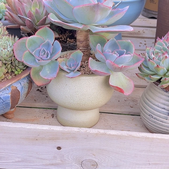 海***发带盆发货哈哈哈哈哈哈哈哈哈哈哈哈哈哈哈