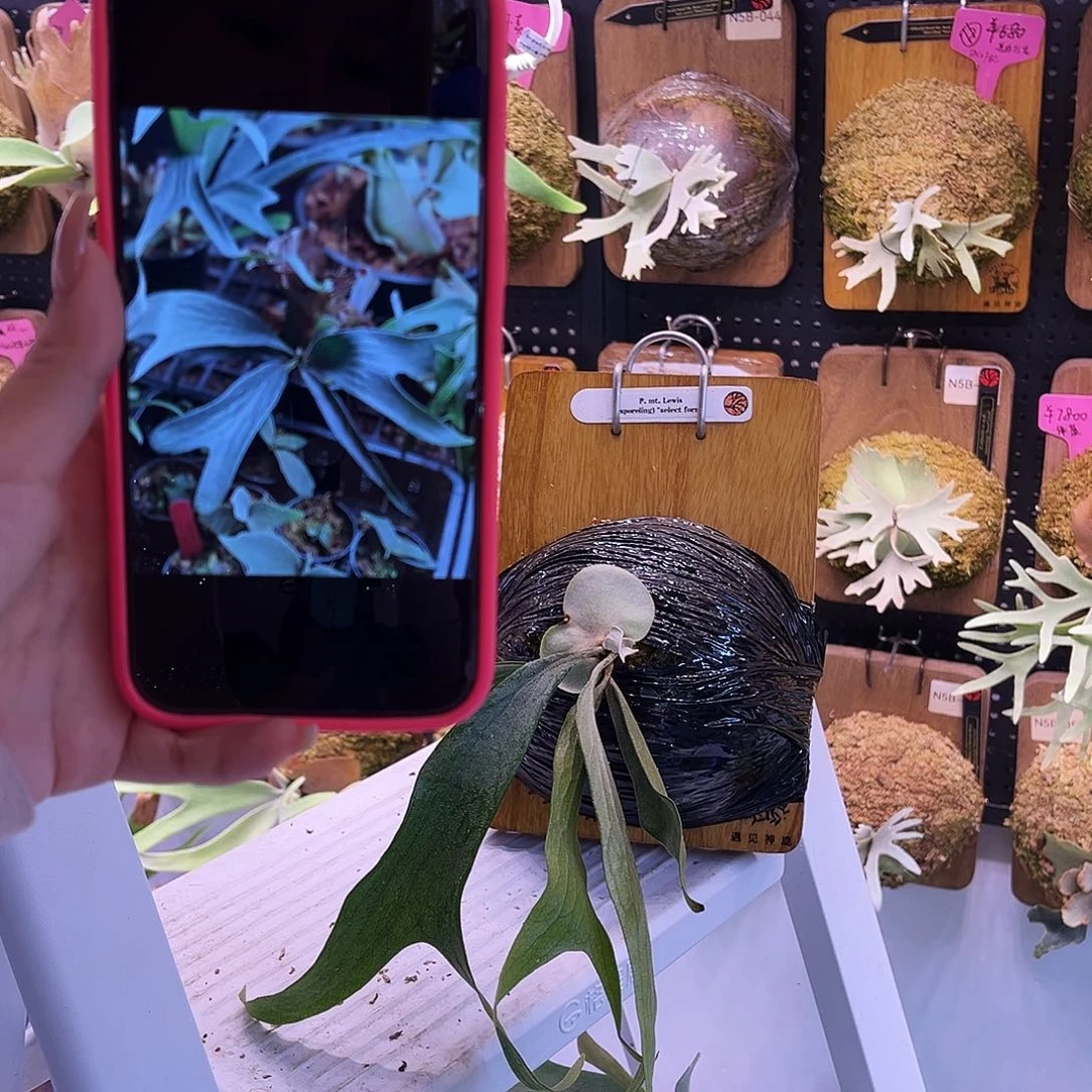 nook 特选 银白猫路易斯