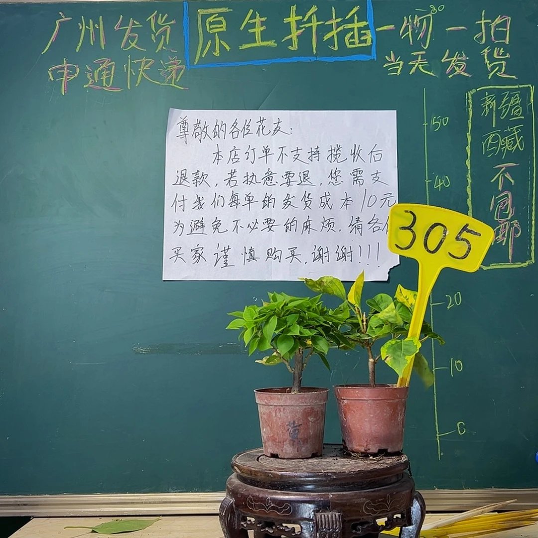 当前无花栽培后可以开花塔黄掌中宝 香港丽人掌中宝305
