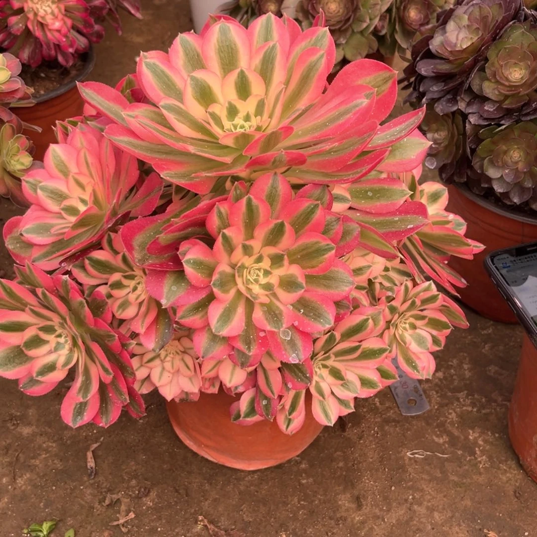 多肉植物女巫 916