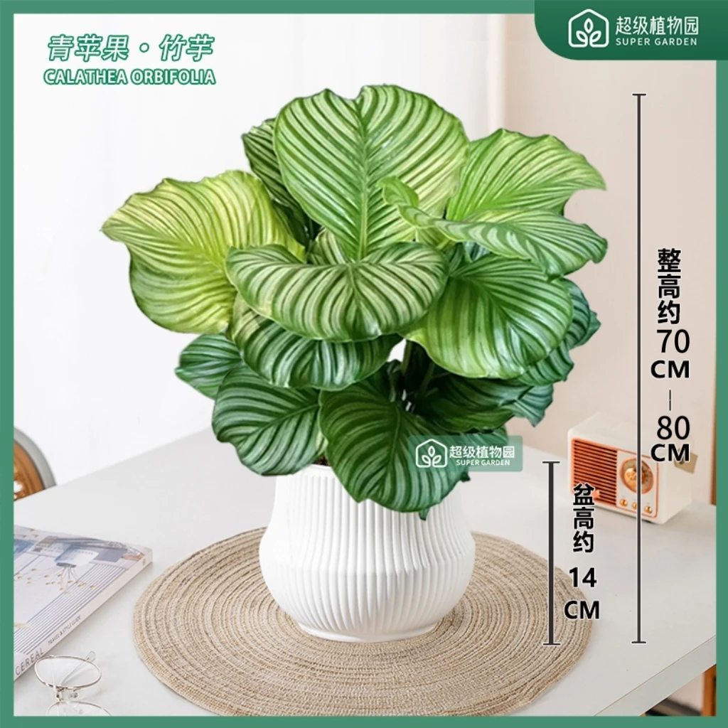 青苹果竹芋室内绿植客厅办净化空气办公室吸甲醛四季常青70-80cm