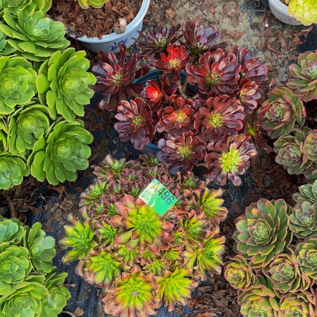 两颗法师朵朵1/6 ¥