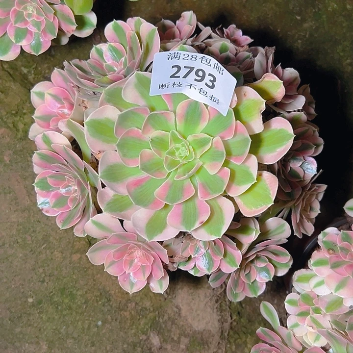 2793粉女巫多肉植物