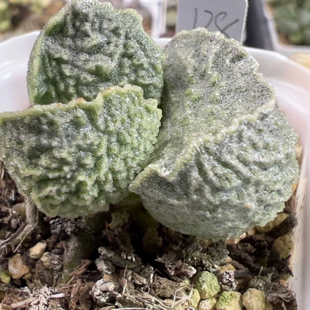 实生新品金属感单头纯木质桩多肉植物