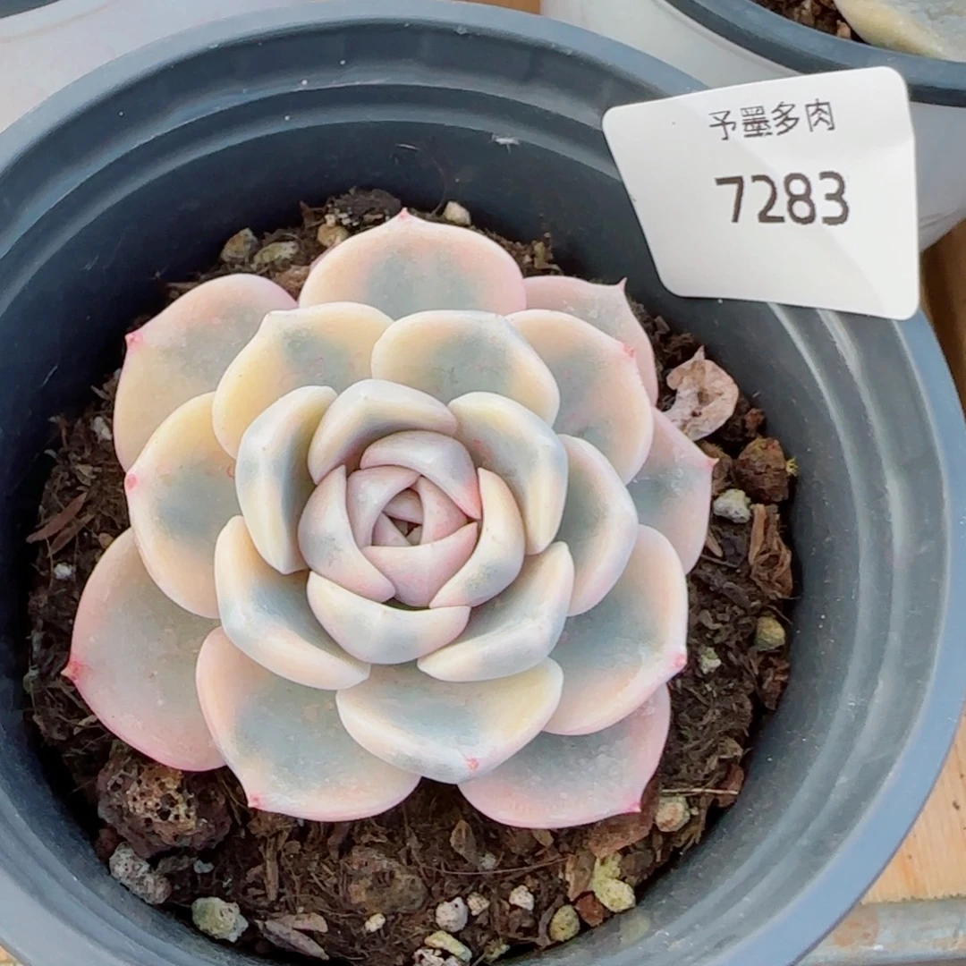 汉堡锦，7283多肉植物