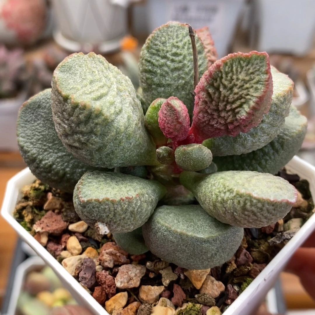 实生新品7号水泡多肉植物