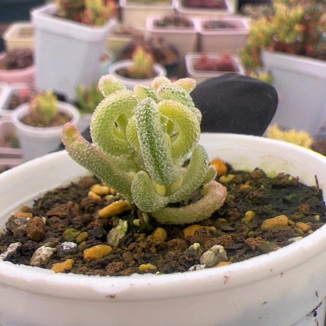 多肉植物枝干超白