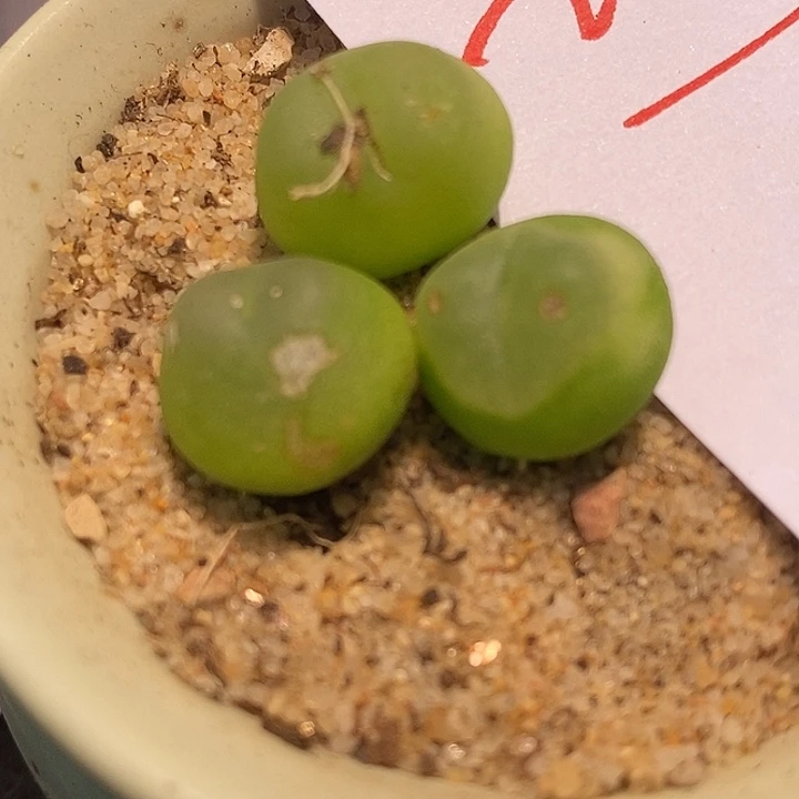 2749大年份拉登有伤一颗
