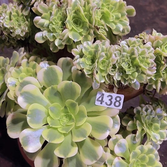 水***丁多肉植物一个绿豆沙追