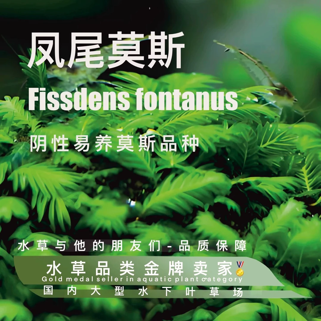 凤尾莫斯（100%水下叶）阴性莫斯水草无碳种植。易活不死草缸生态缸