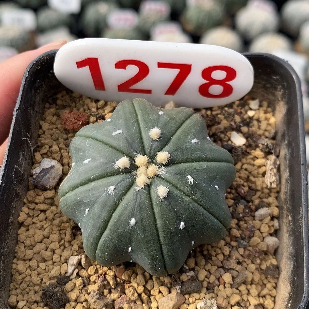 1278琉璃指纹海星