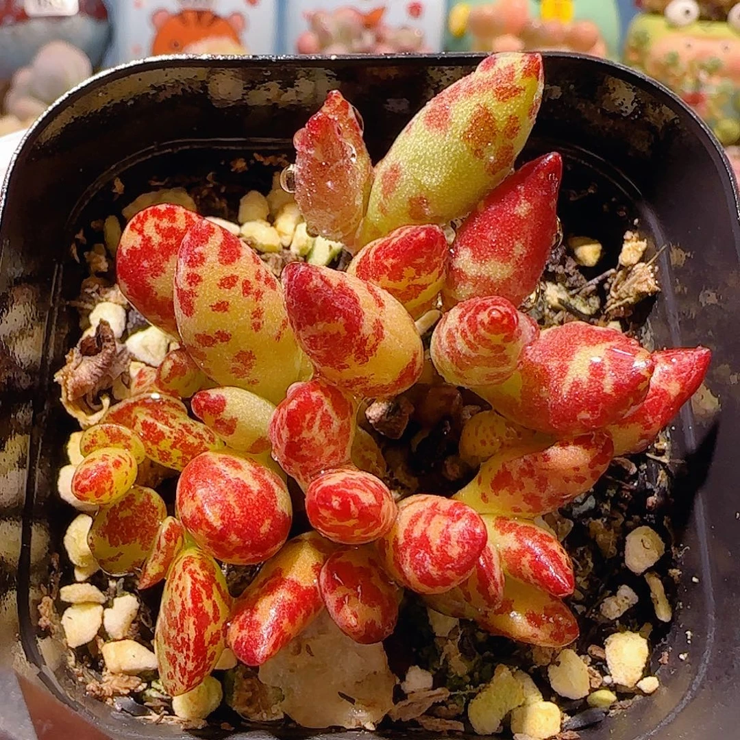 T梅花鹿盆口。  7cm