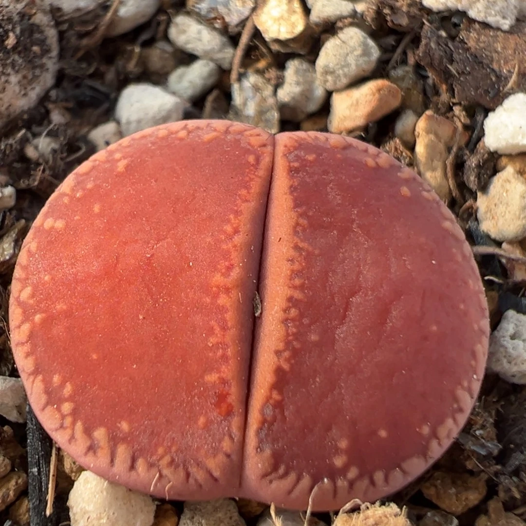 89多肉植物百科知识