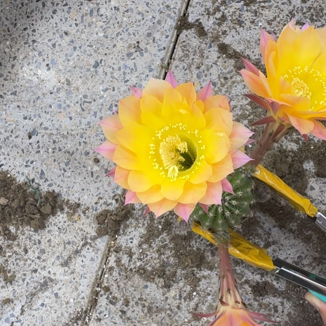 337新品彩草根斑，20包邮