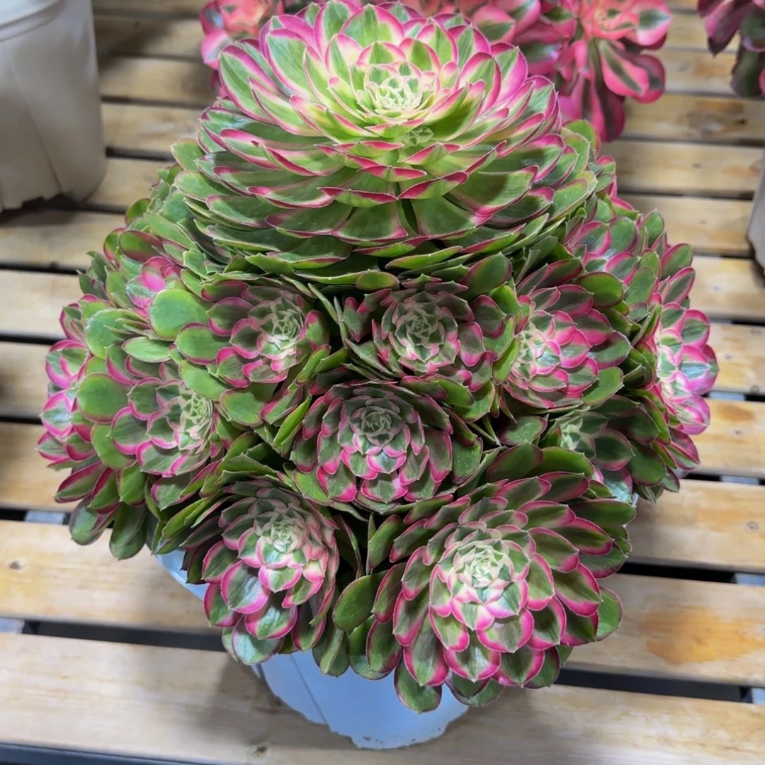 还***）孔雀翎发货物流到付