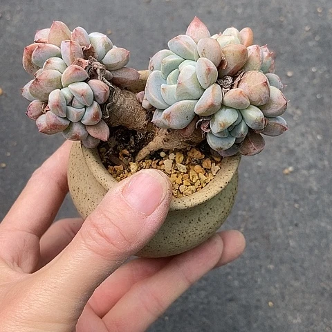 依*635多肉植物老桩