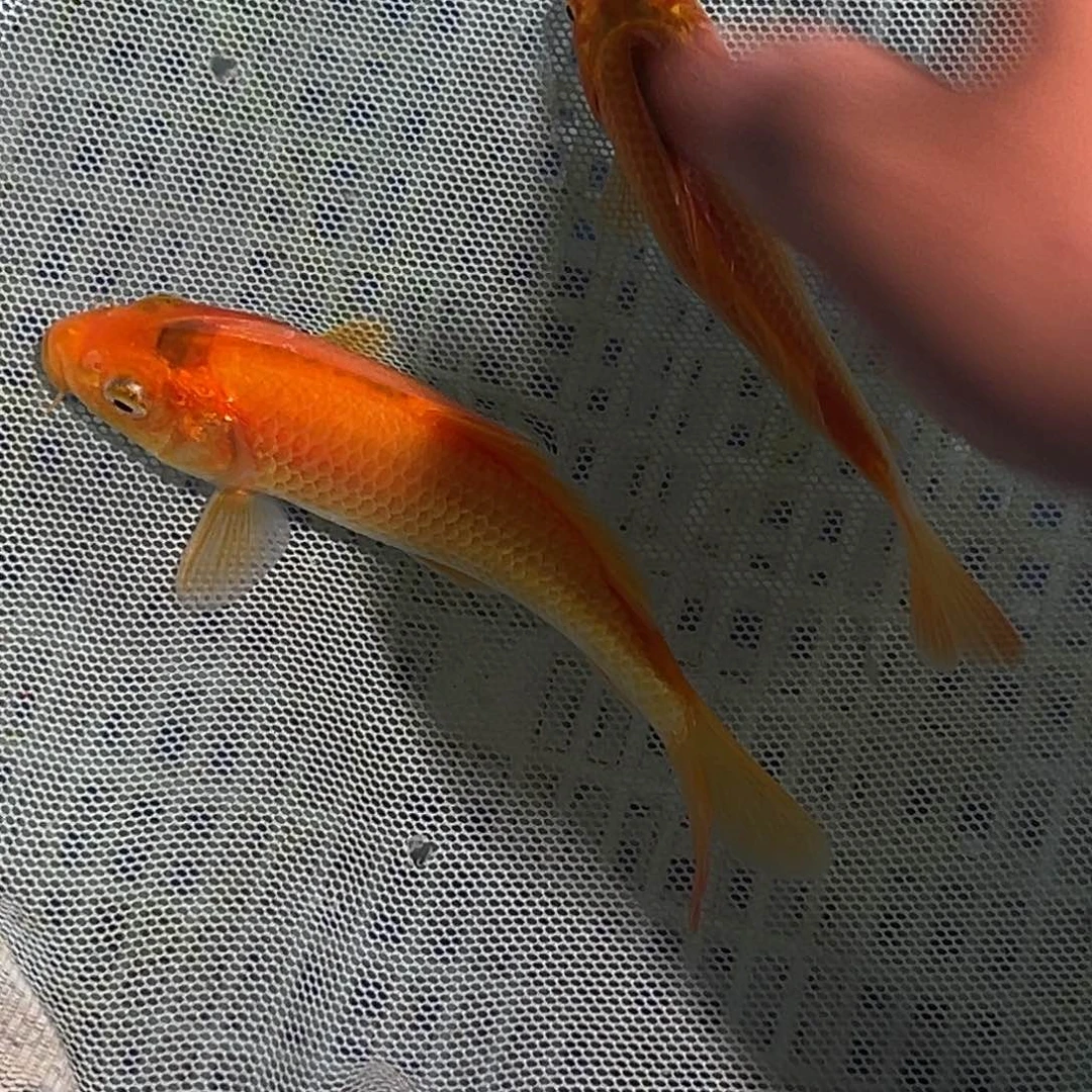 锦鲤锦鲤观赏鱼1111