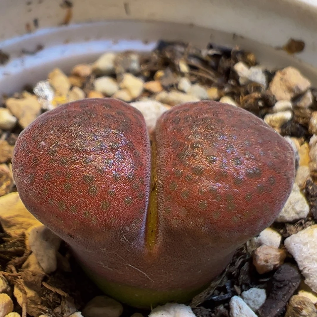 90多肉植物百科知识