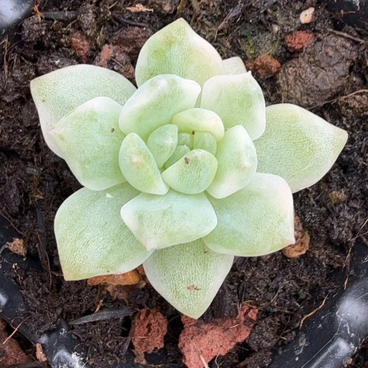 霜花锦腹轮锦一刻