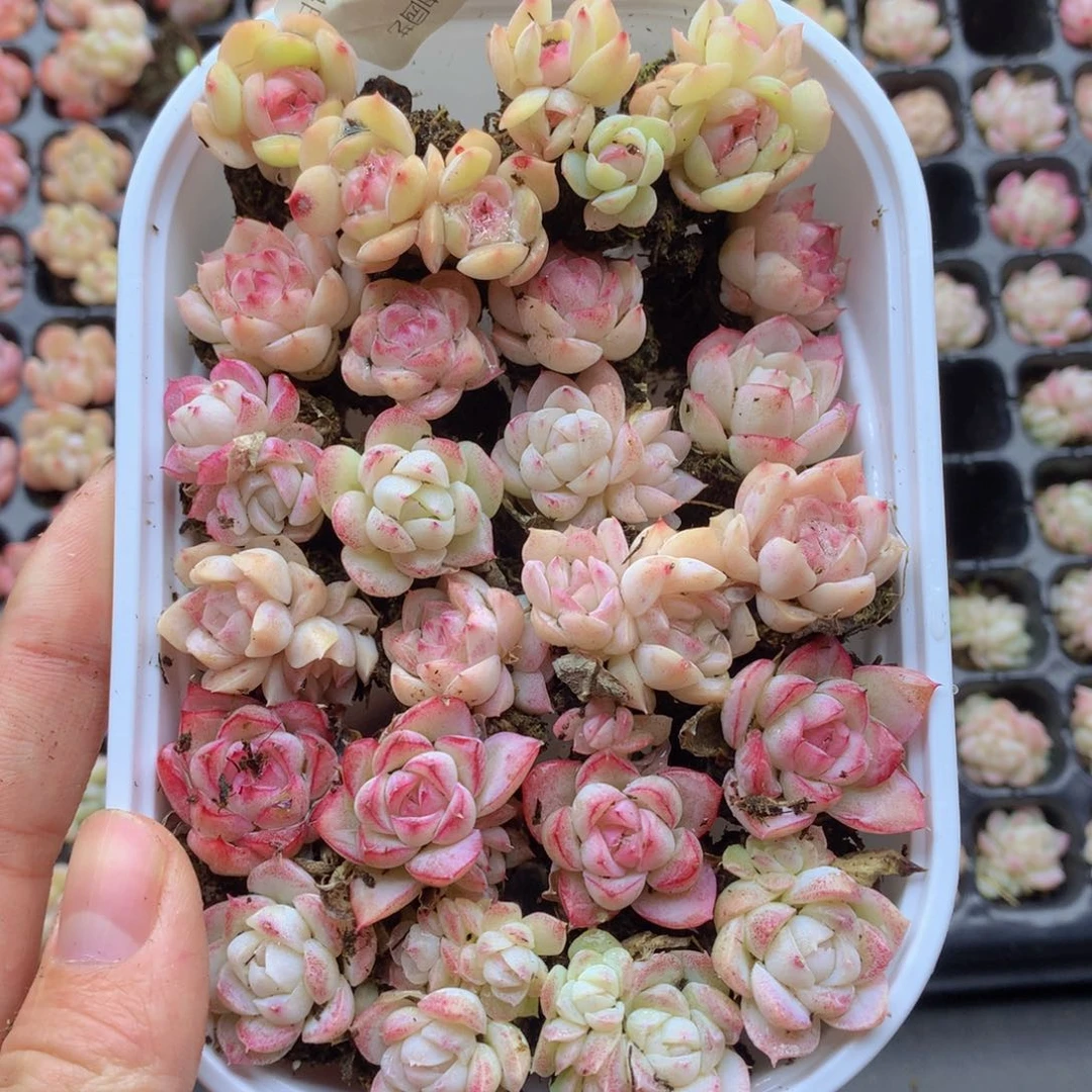 反反复复还是很开心014