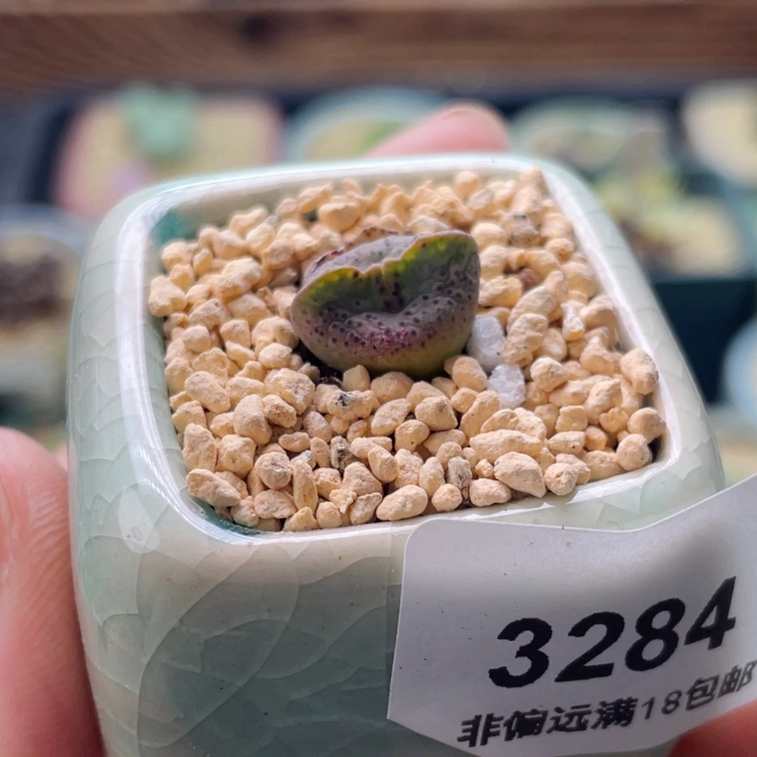 全部花朵3284-一物一拍 带盆