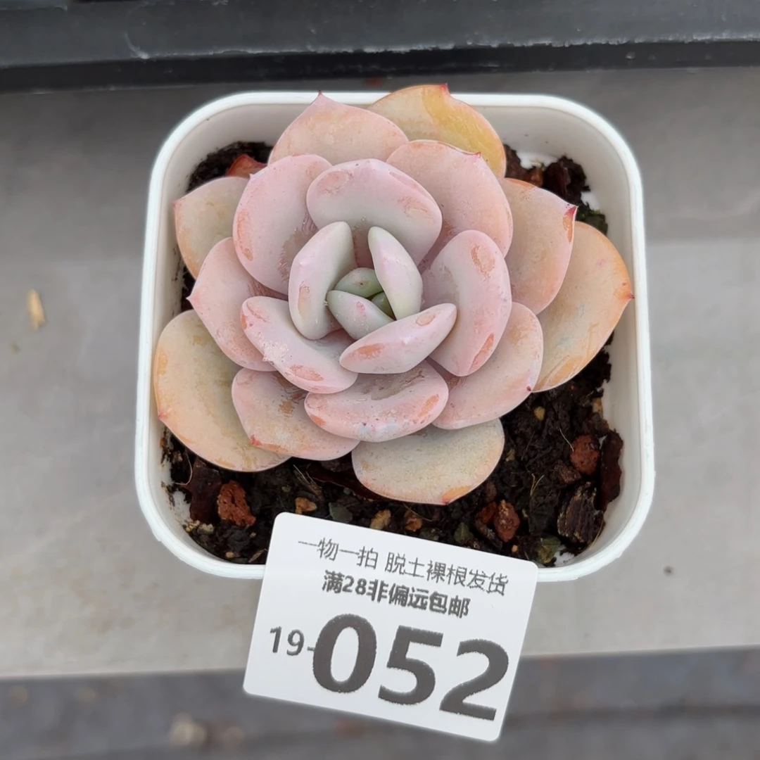 奶茶单头多肉多肉多肉