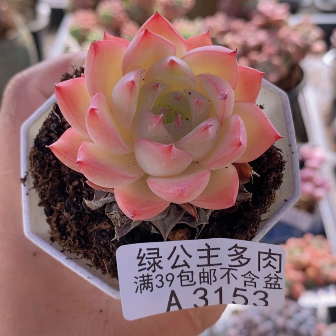 法兰西单头6cm3153多肉植物
