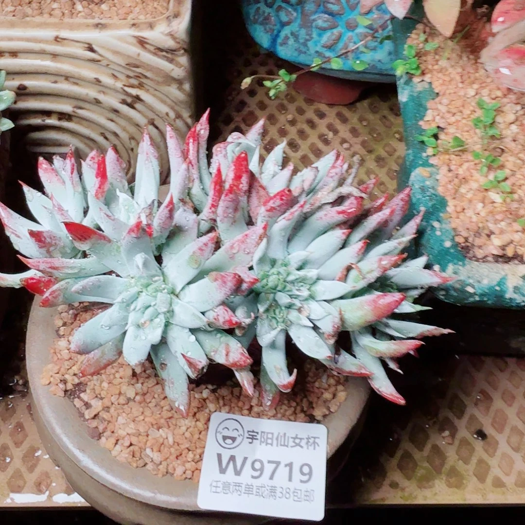 9719奴婢仙女杯多肉