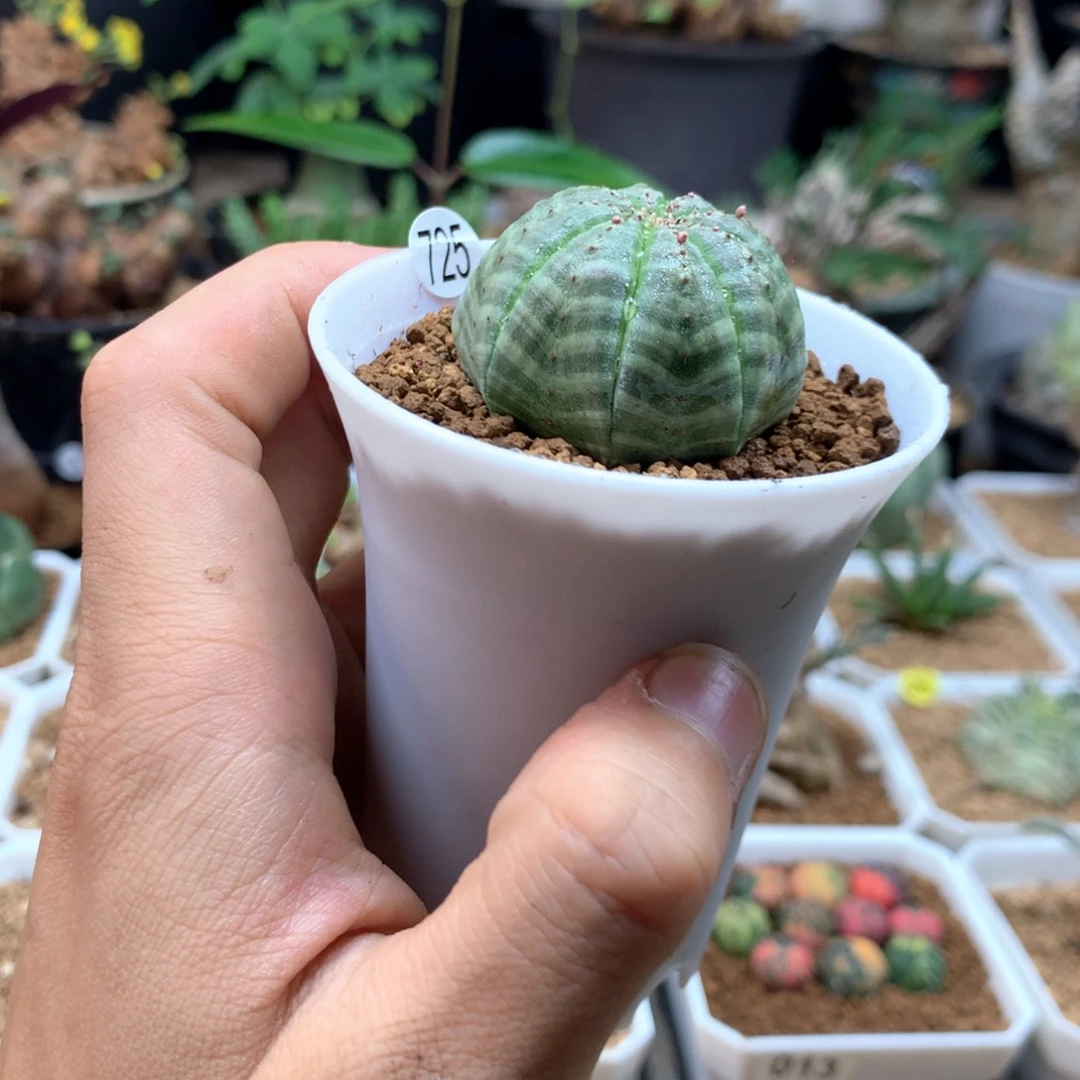 实生欧系布纹球带盆725