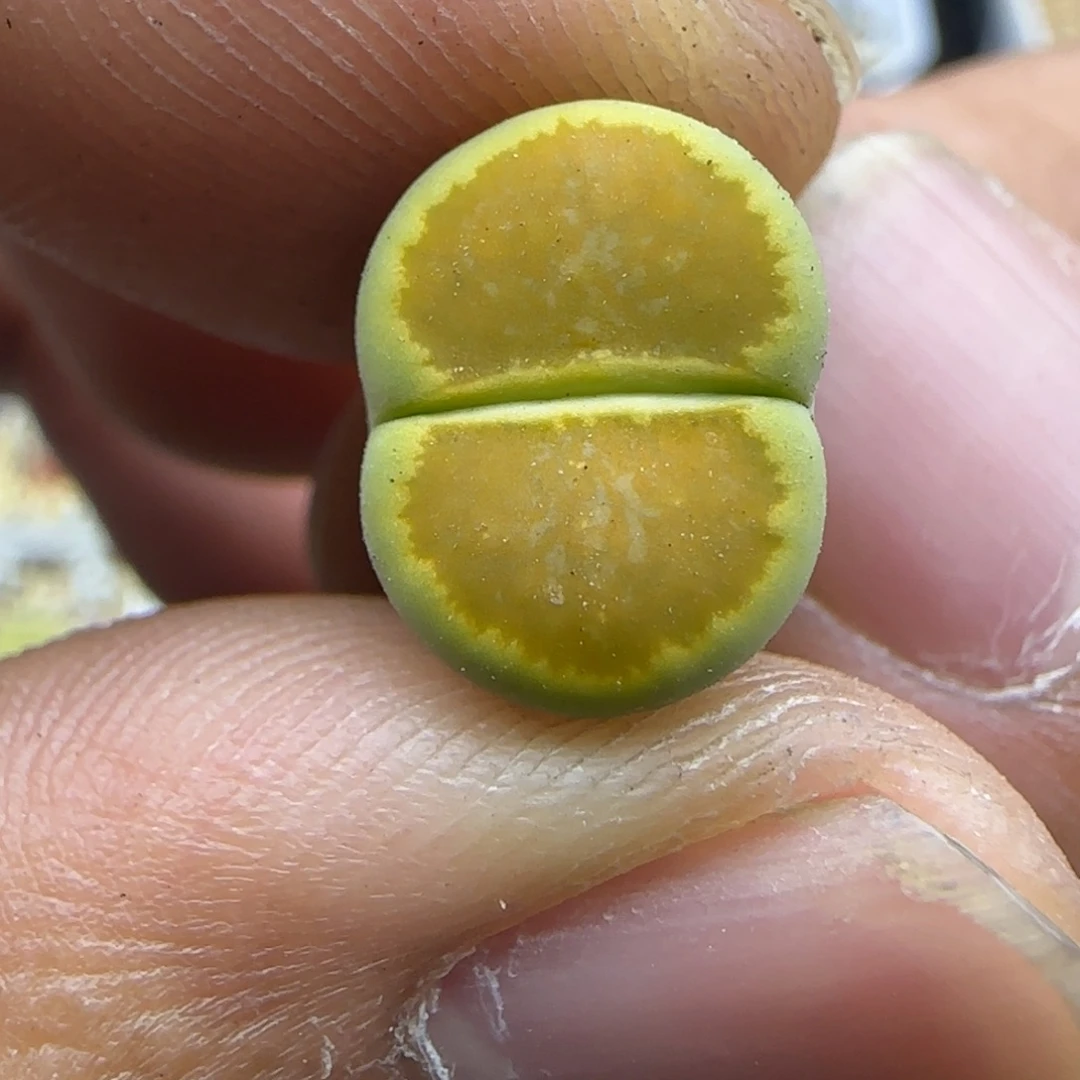 247 生石花大棚直播