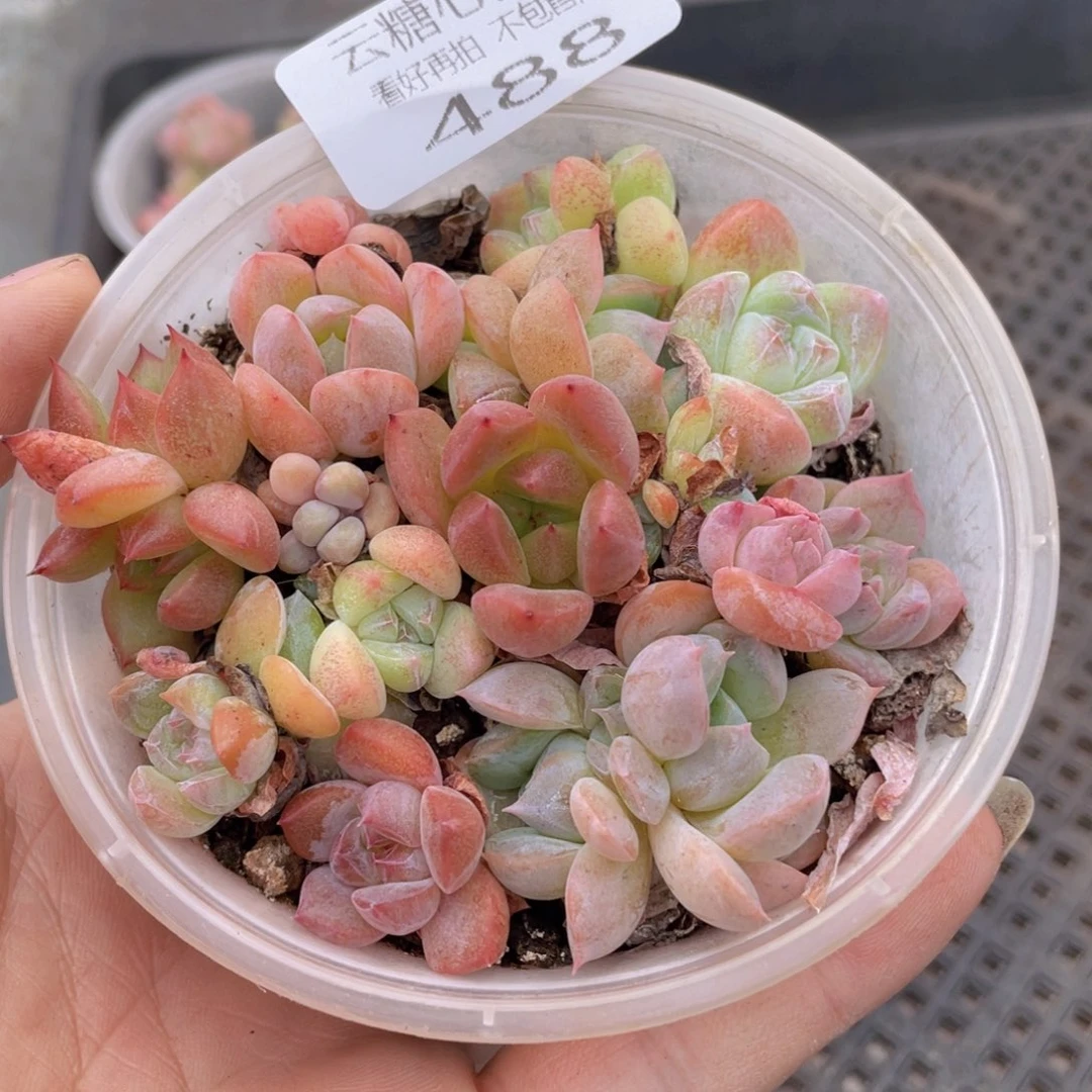 云糖心多肉植物488