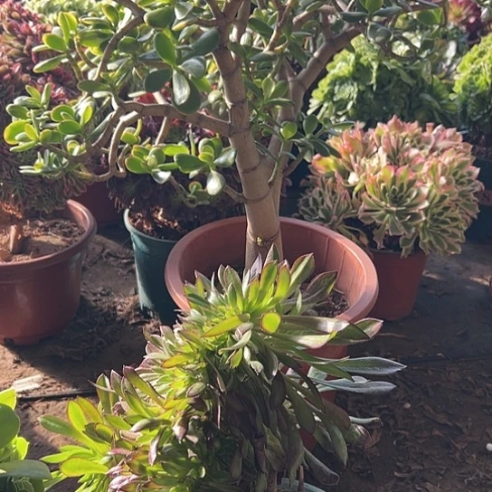 清**味多肉植物麻将法师