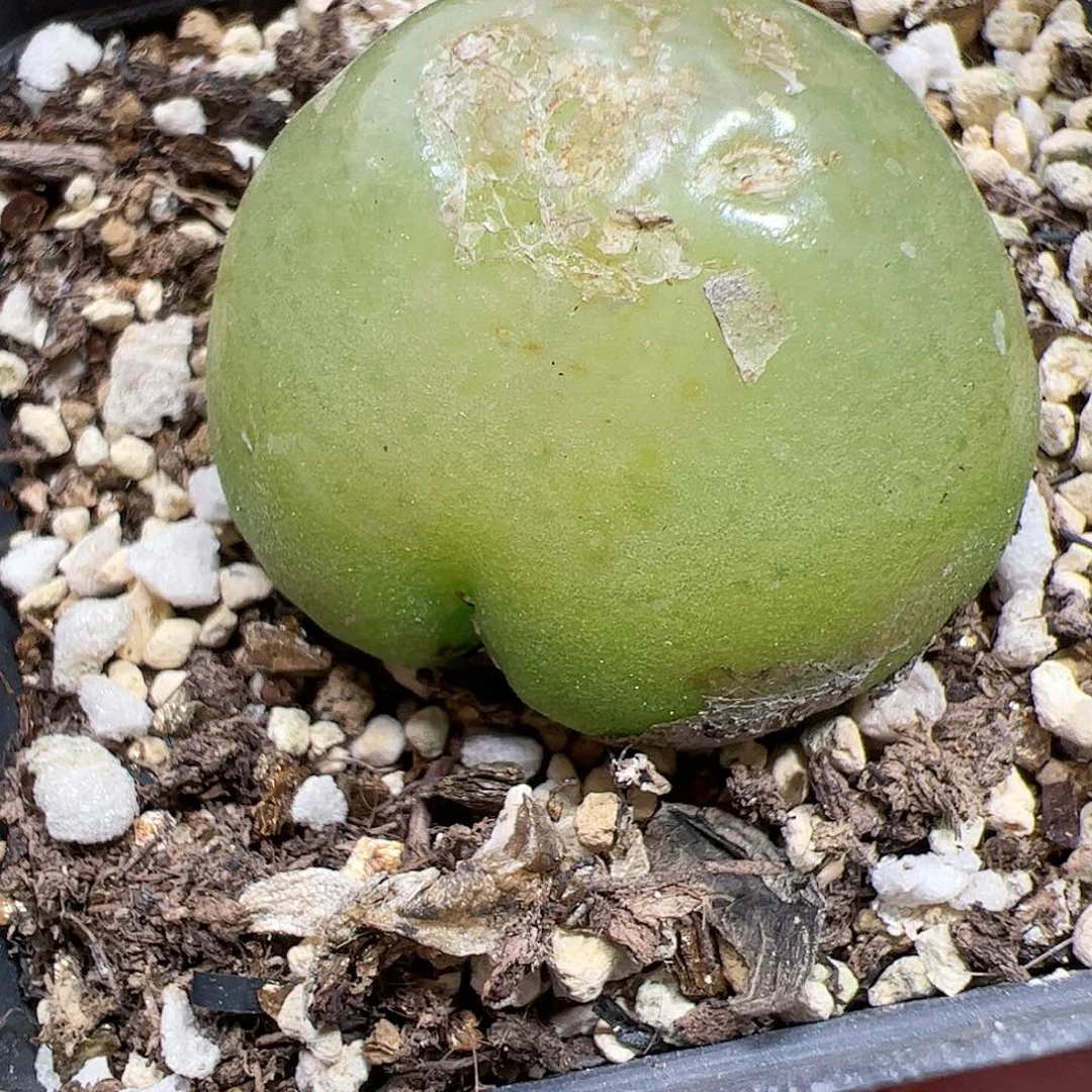 【闪购商品】47 福利灯泡