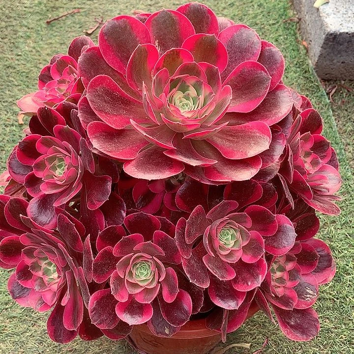 粉女郎，多肉植物