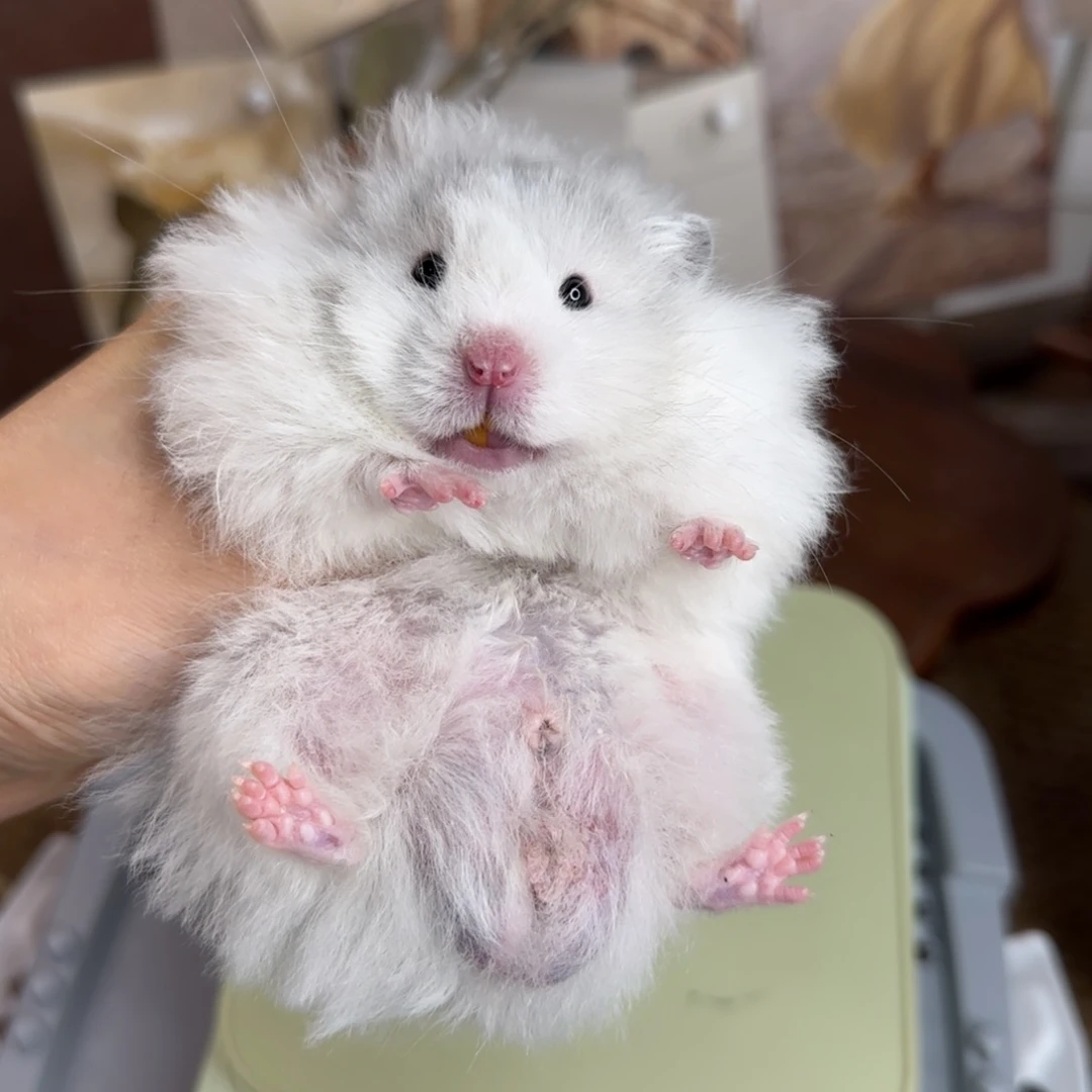 蓝波弟弟150g8.03