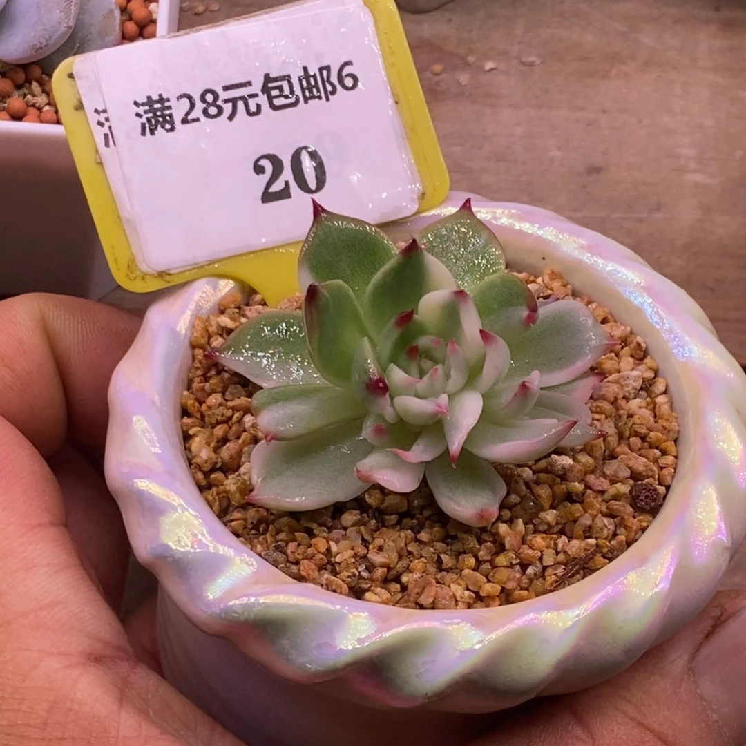 620吉娃娃石化拉丝锦