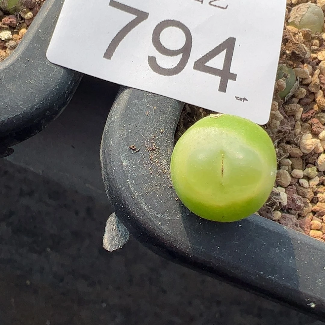 一物一拍。    794